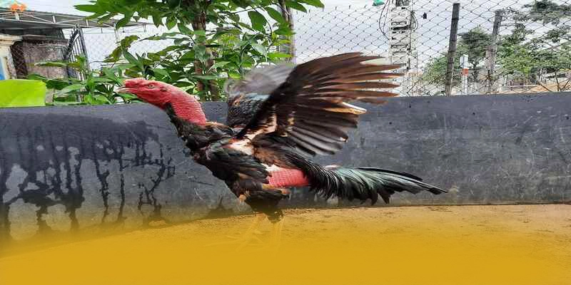 So sánh của FB88 so với các nhà cái khác So sánh của FB88 so với các nhà cái khác